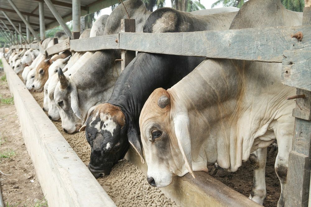 A Herd Of Cows Are Eating From A Trough In A Pen — D.T. Fencing In Bakers Creek, QLD
