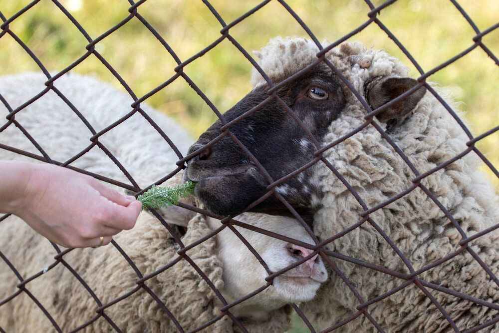 A Person Is Feeding A Sheep Through A Chain Link Fence — D.T. Fencing In Bakers Creek, QLD