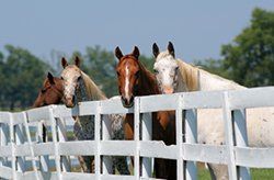 Horses on Their Fence — Los Osos, CA — Los Osos Valley Equine Farm