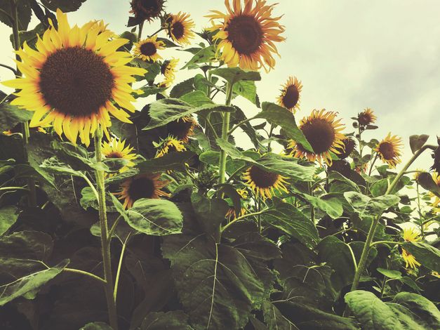 A field of sunflowers with a cloudy sky in the background