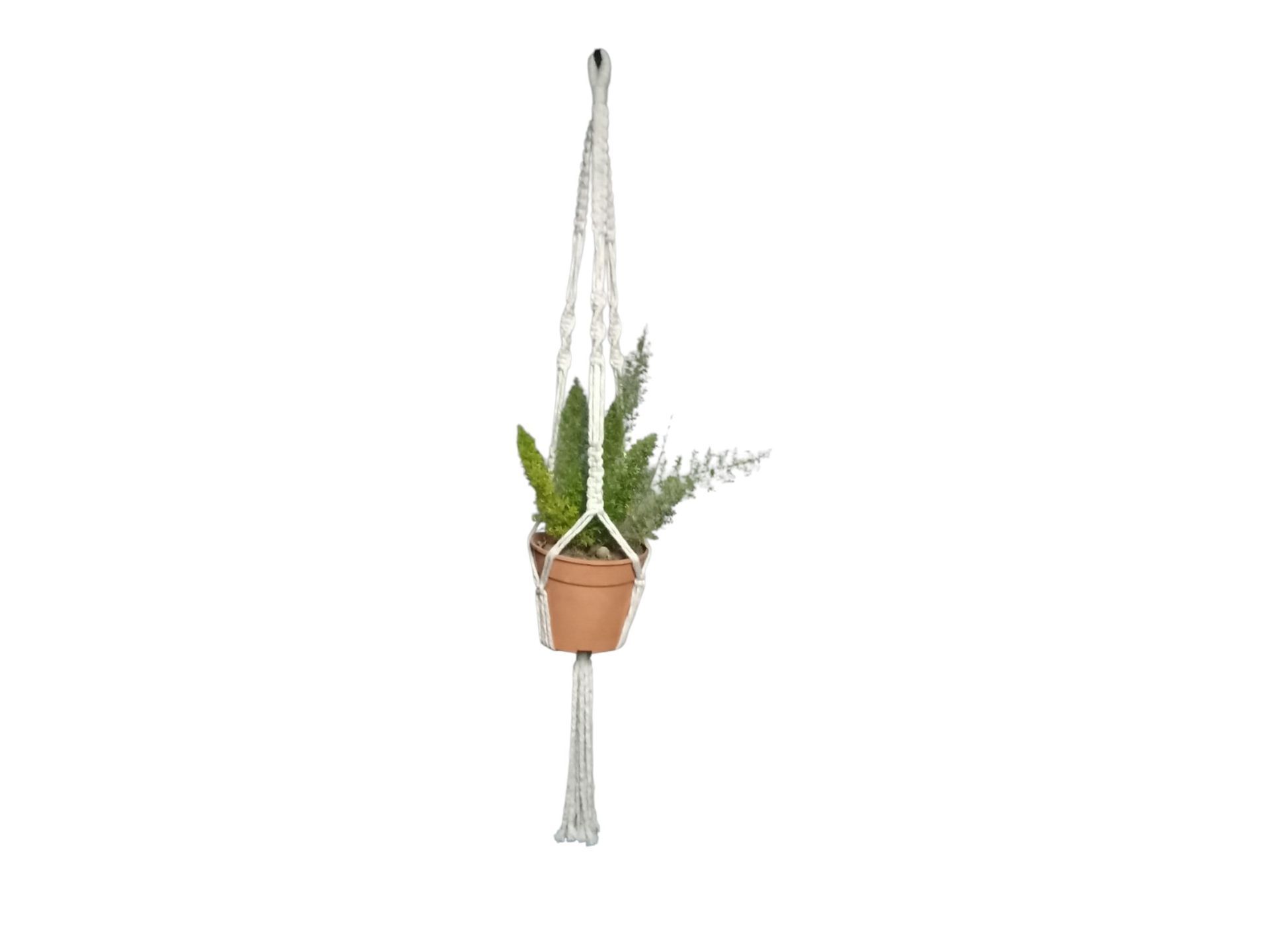 Una planta en maceta cuelga de una cuerda sobre un fondo blanco.