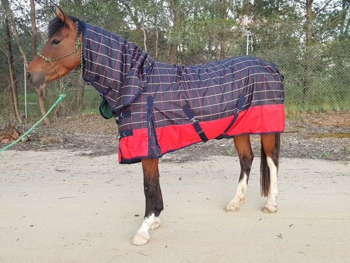 Horse Wearing a Horse Rug — Bourkes Horse Rugs in Bathurst, NSW