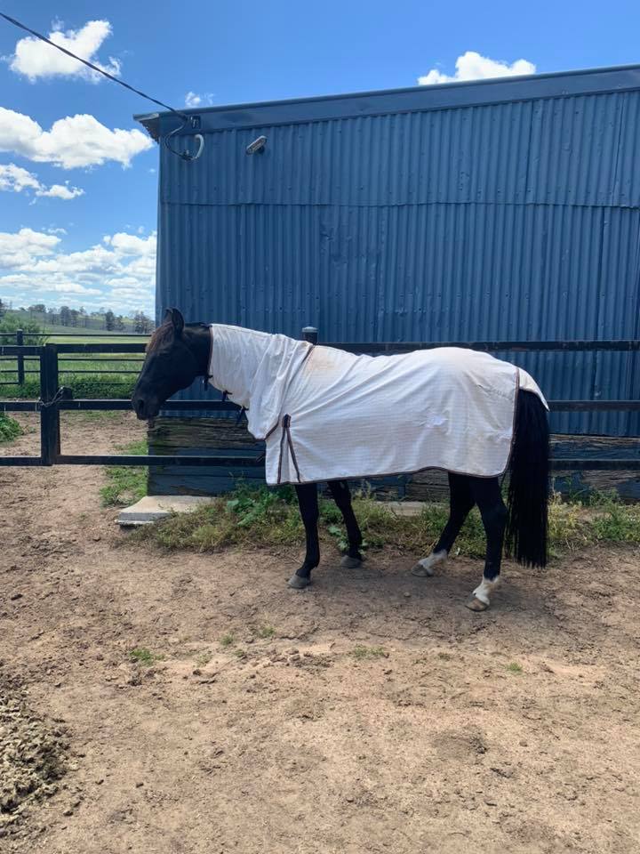 Horse Wearing A White Horse Rug — Bourkes Horse Rugs in Bathurst, NSW