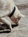 A cream-colored dog with a black collar stands on a dirt path, sniffing the ground.