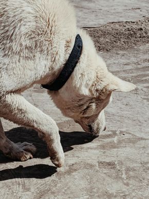 White dog with black collar sniffing the ground outdoors on a rocky surface