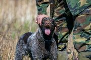 A person in camouflage clothing pets a brown and white speckled hunting dog with its tongue out in a grassy field.