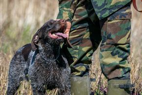 Large black dog with tongue out beside a person in camouflage pants outdoors