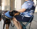 A black-and-tan dog wearing a blue bandana rests its head on the lap of a person sitting on a chair.