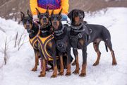 Four Dobermans in harnesses stand together in the snow, viewed from the front.
