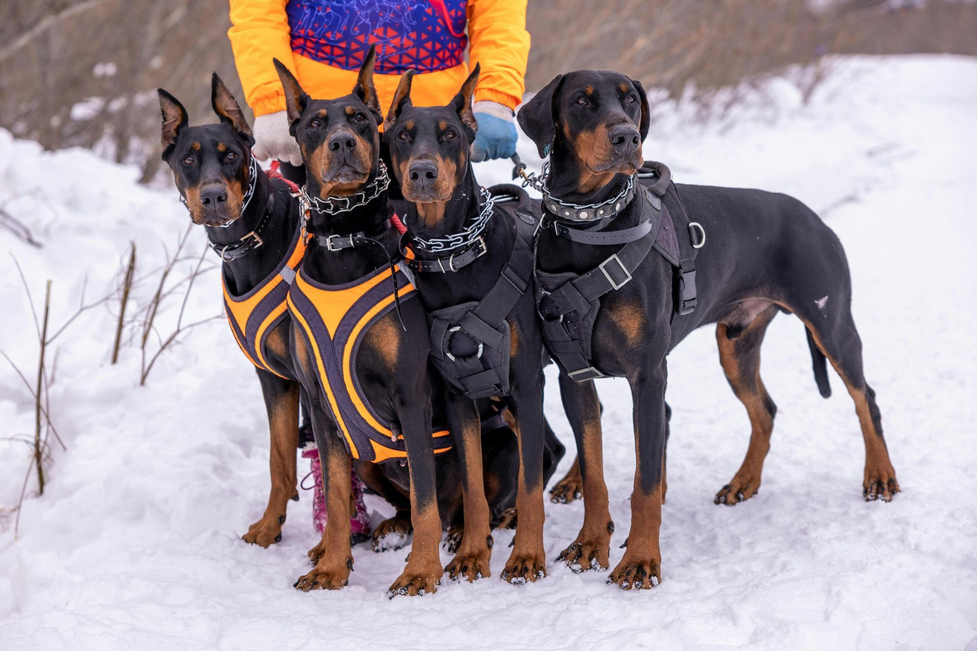 Four Dobermans in harnesses stand together in the snow, viewed from the front.