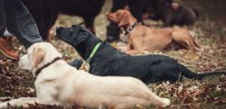 Three dogs in shades of yellow, black, and brown lying on a leaf-covered field, viewed from a low angle.