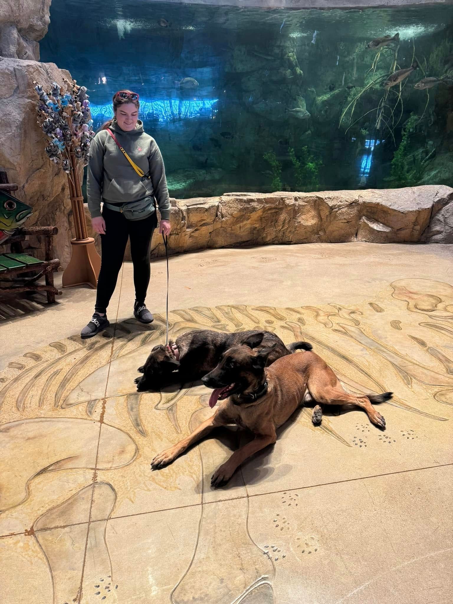 A person stands in a large indoor exhibit with a giant aquarium behind them, accompanied by two dogs lying on the floor.