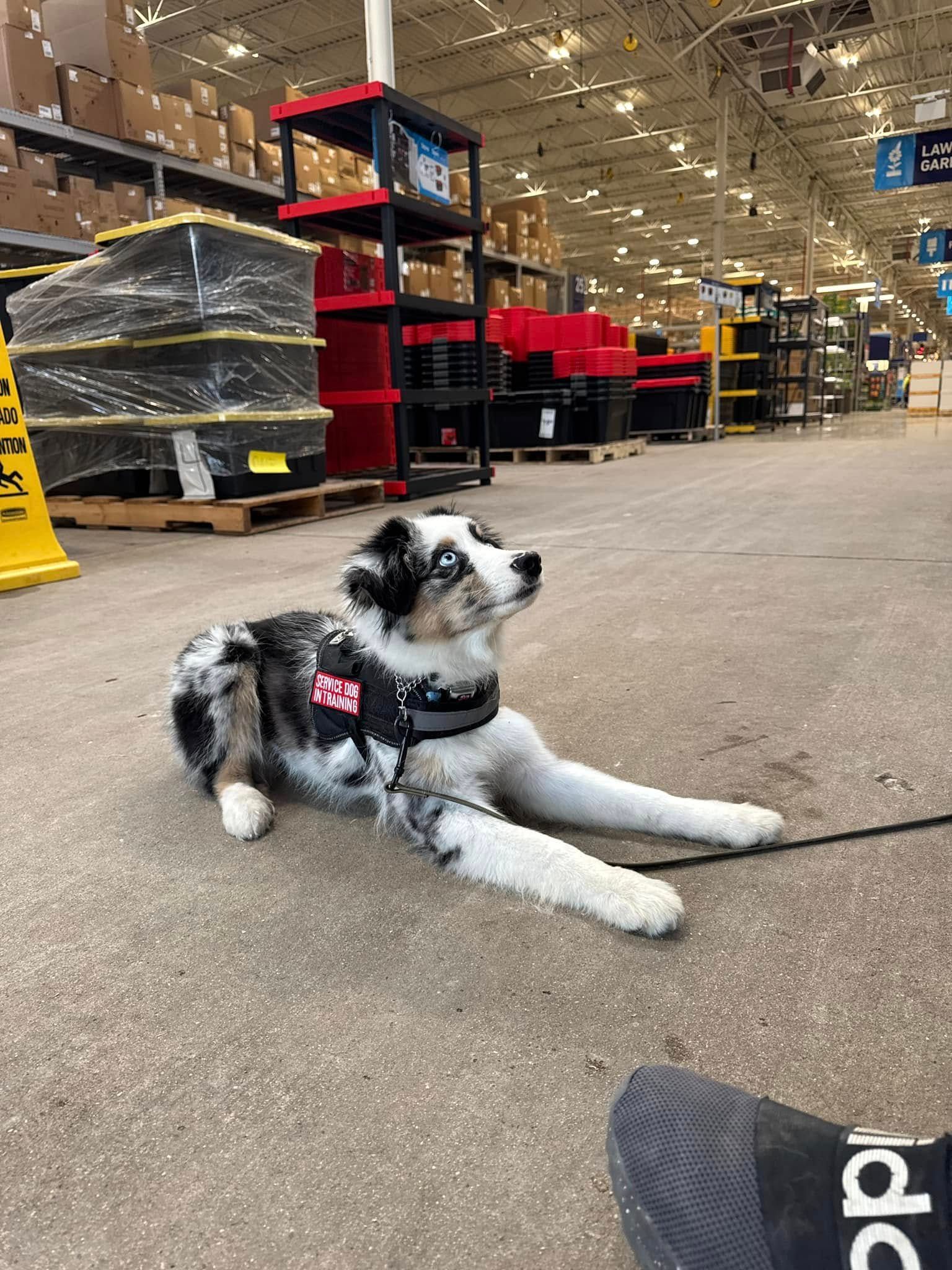 Black service dog wearing a red “DEVILDOG CANINE” collar in a store aisle