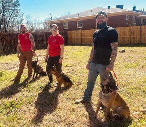 Four Dobermans in orange and black harnesses stand in the snow with a person behind them.