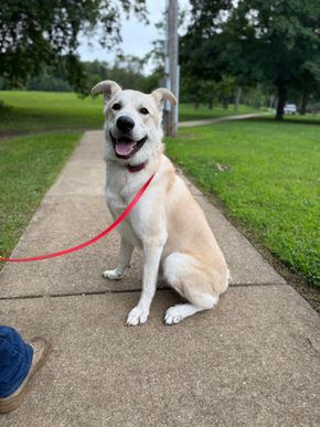 Person walking a brown dog on a leash in a grassy park, with houses in the background