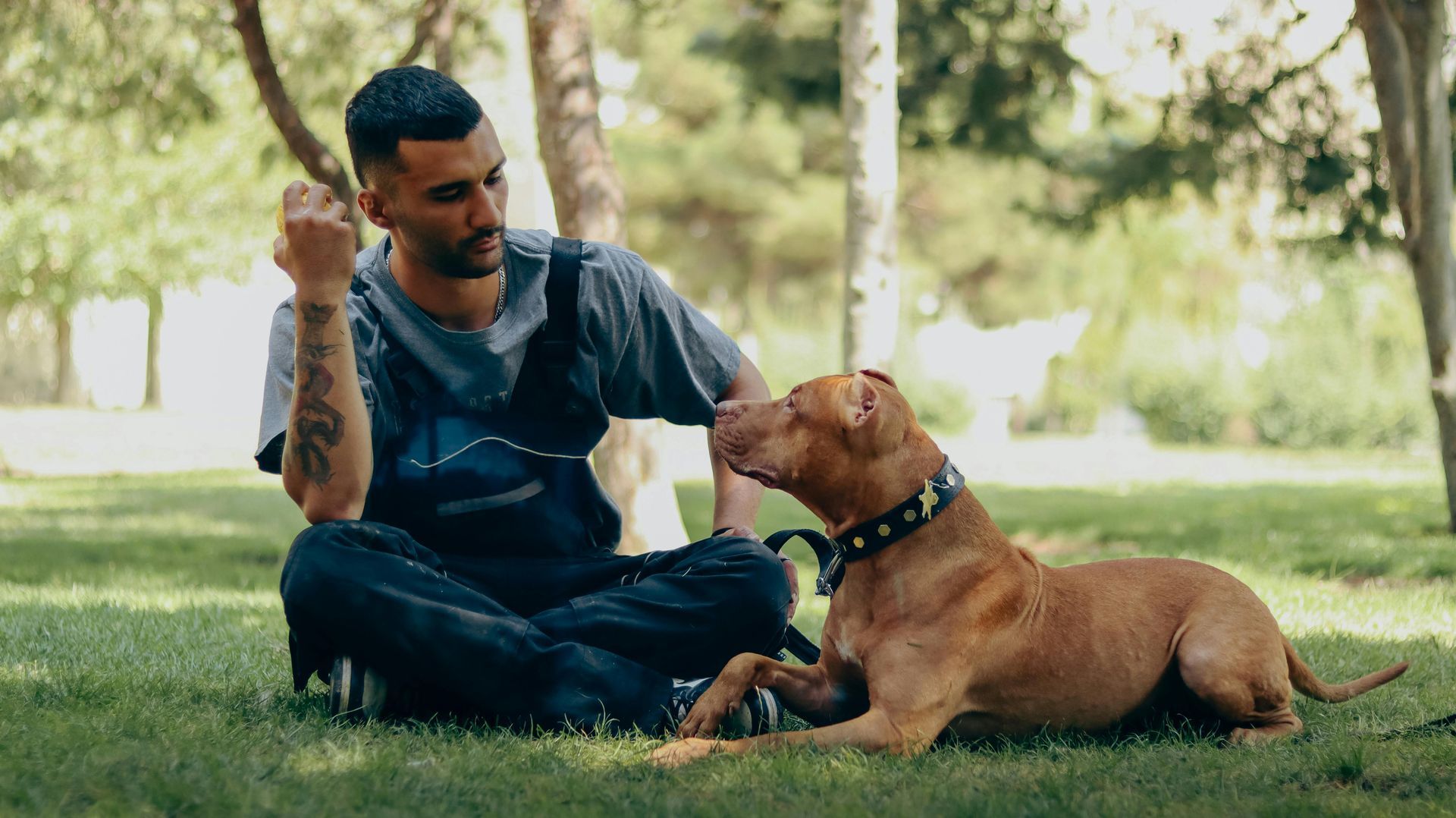A person sits cross-legged on a grassy lawn in a park, looking at a tan dog wearing a spiked collar.