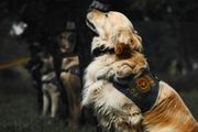 A golden-coated service dog with a harness looks up at its handler in a park setting.