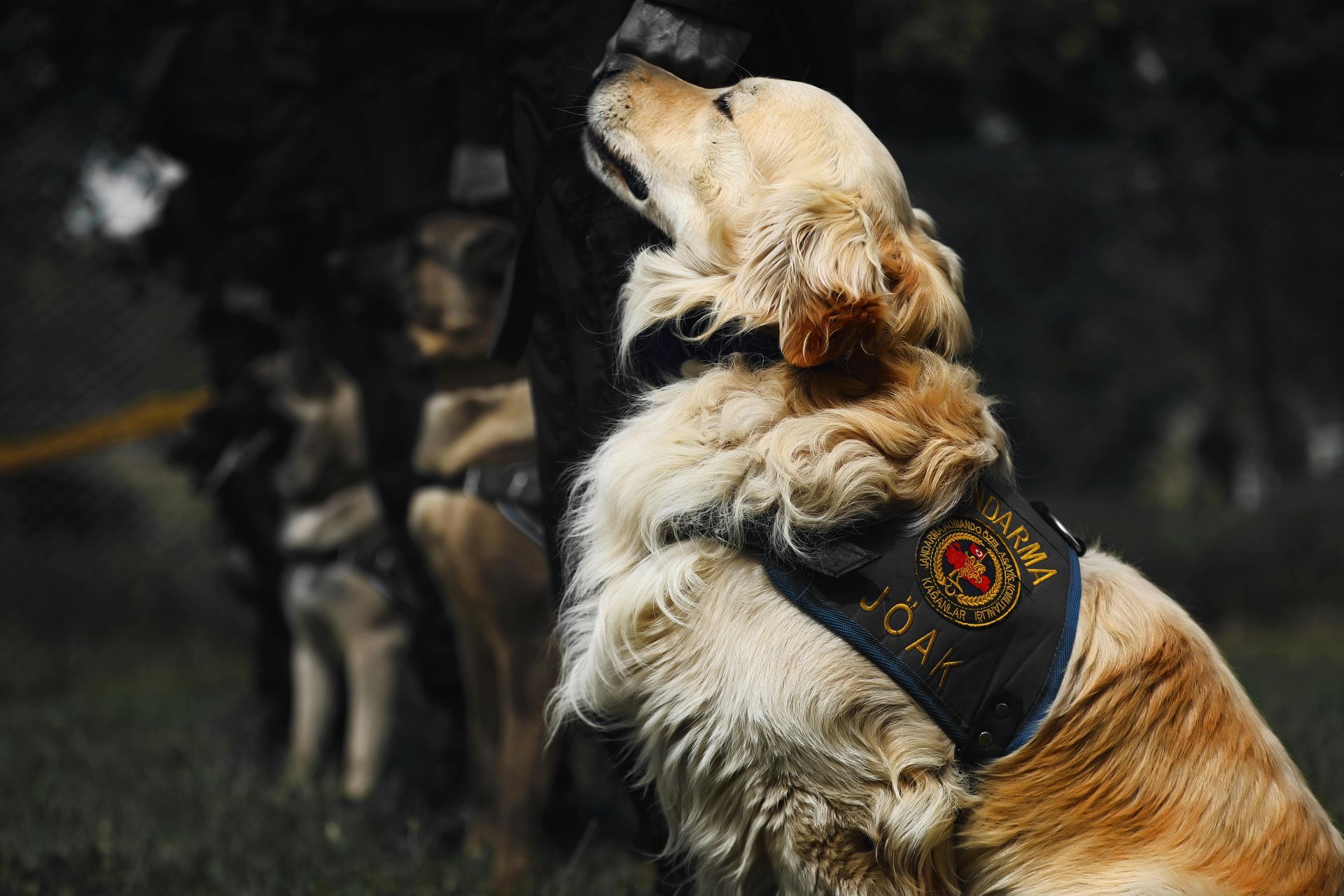A golden-coated service dog with a harness looks up at its handler in a park setting.