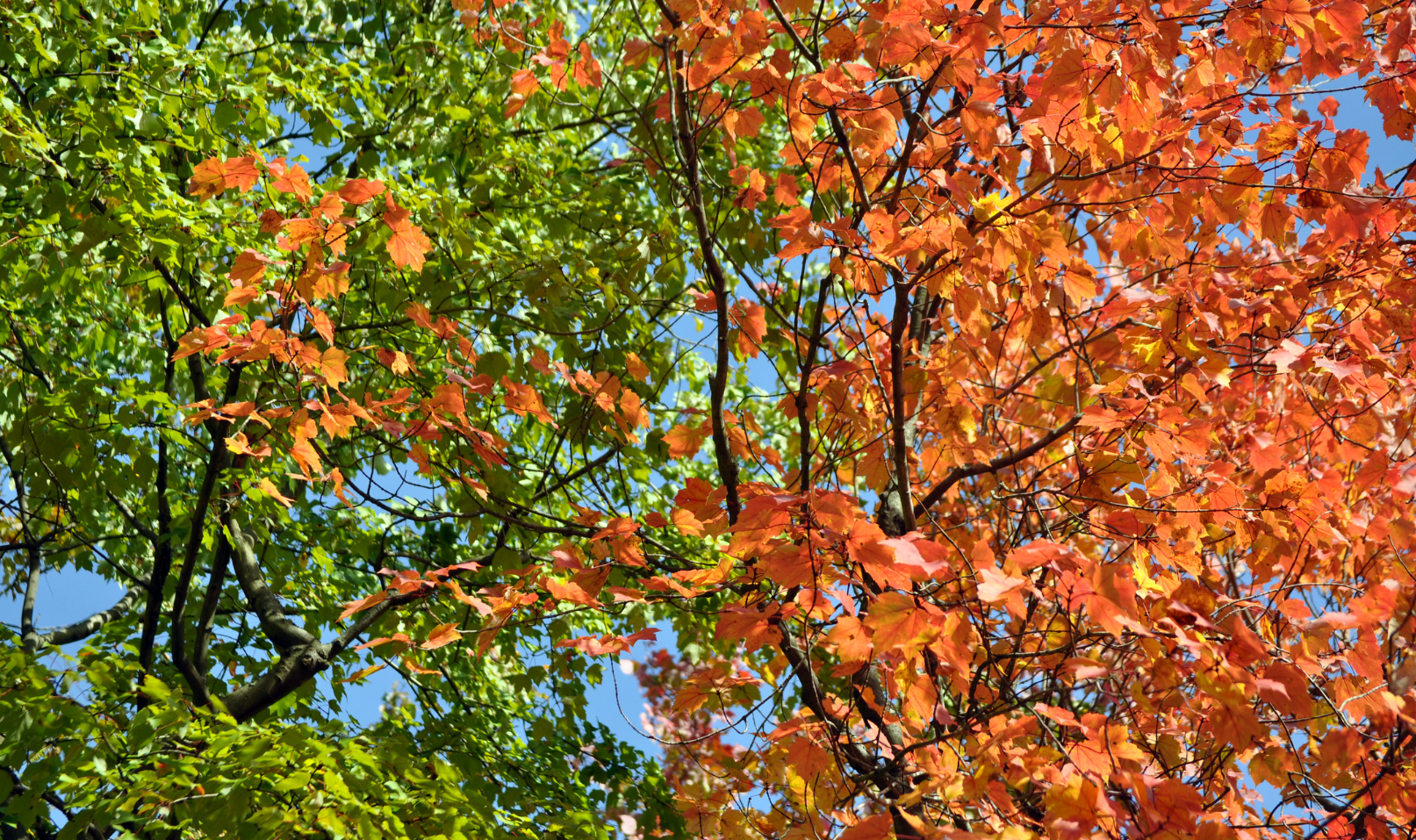 Tree with green and orange leaves showing the transition from summer to fall under a bright blue sky.
