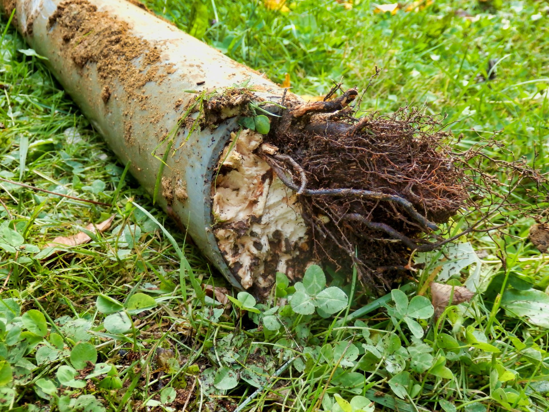 Severed sewer pipe clogged with tree roots showing need for professional rooting service in New Jersey