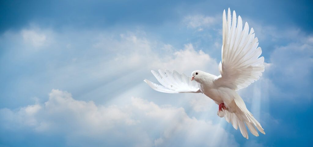 A white dove is flying in the sky with its wings spread.