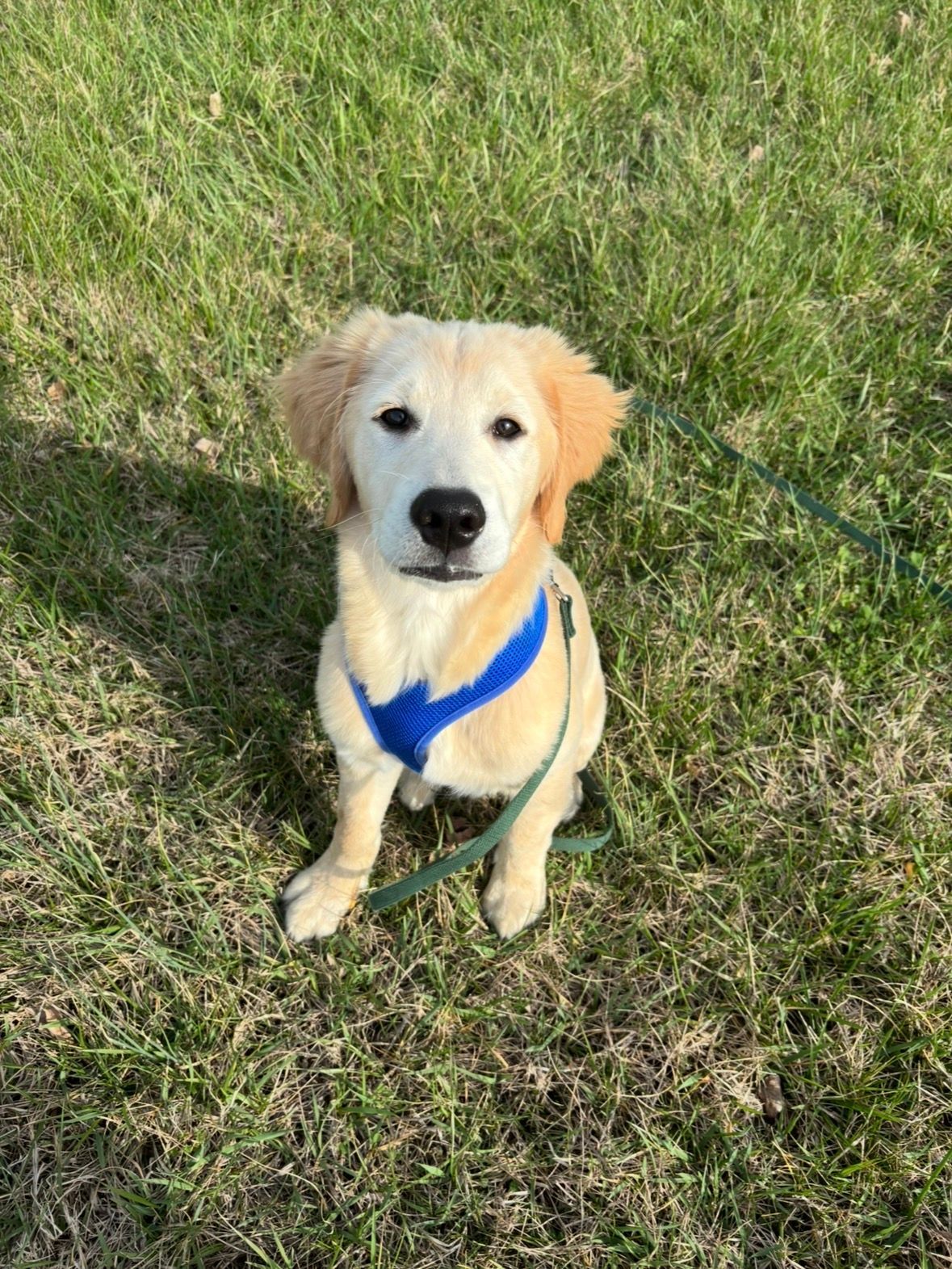 Golden Retriever named Bronx sitting in the grass