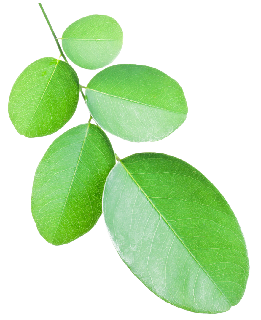 Rameau vert ornemental