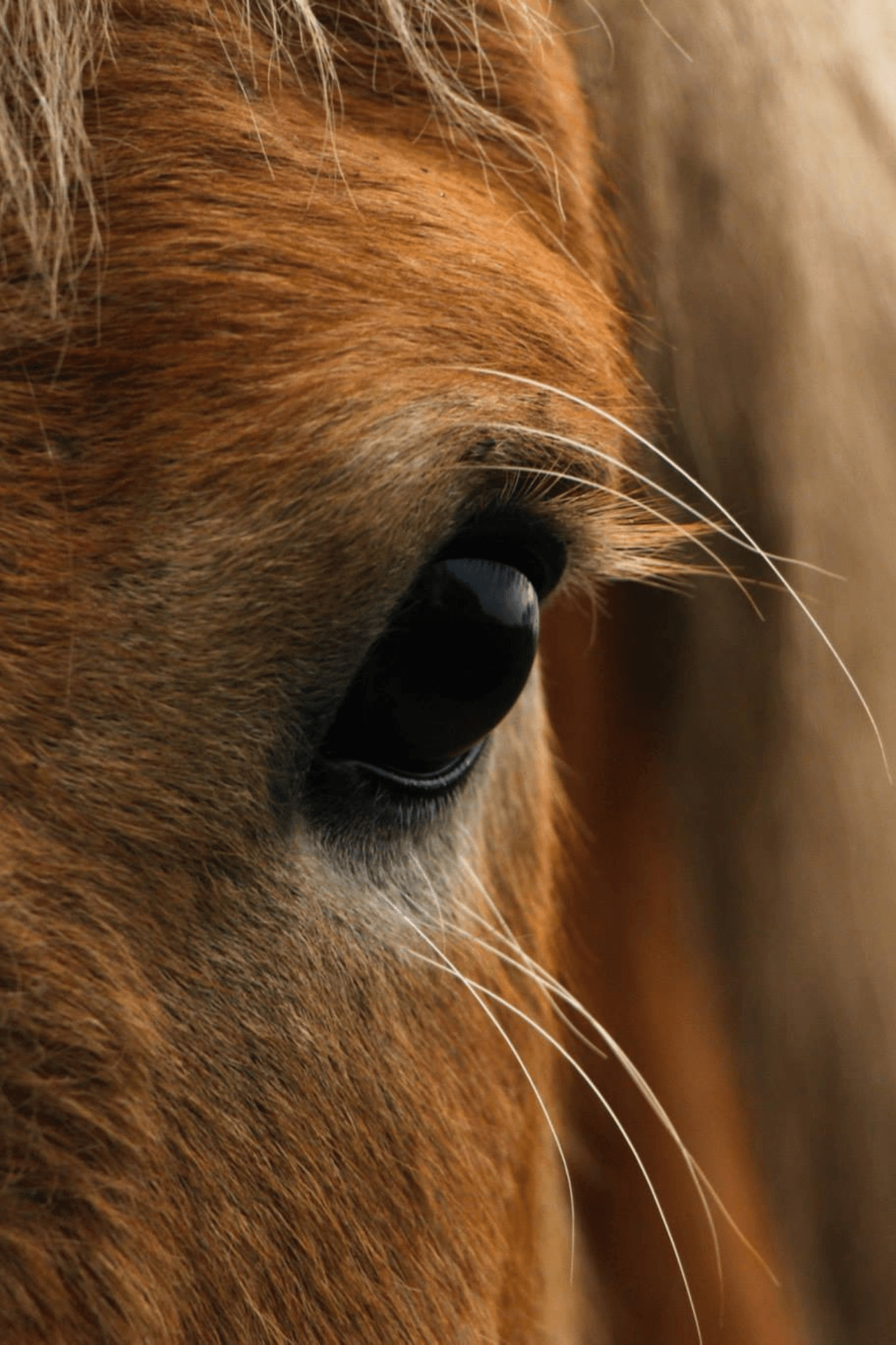 Image cheval massage équin Vaud