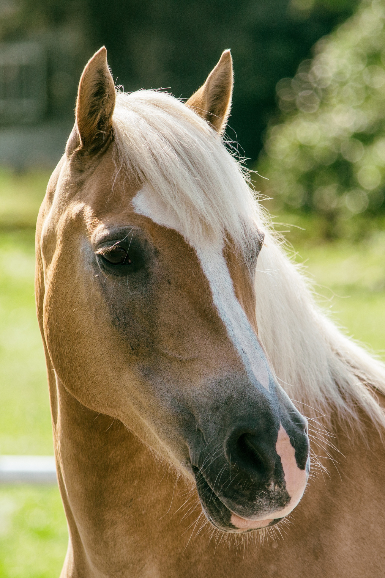 Image Massothérapeute équine à Genève et Vaud