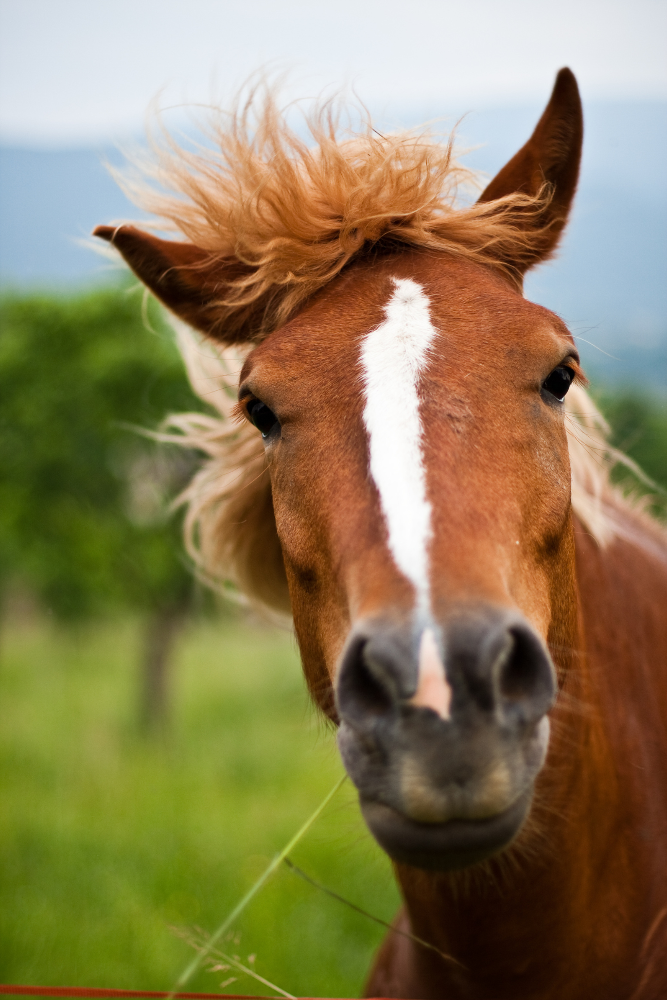 Image cheval massage équin Genève