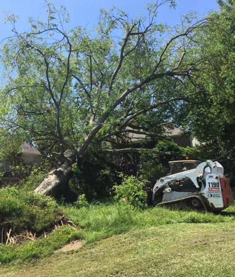 A fallen tree being cleared by a Bobcat. Green grass, blue sky, and a house are visible.