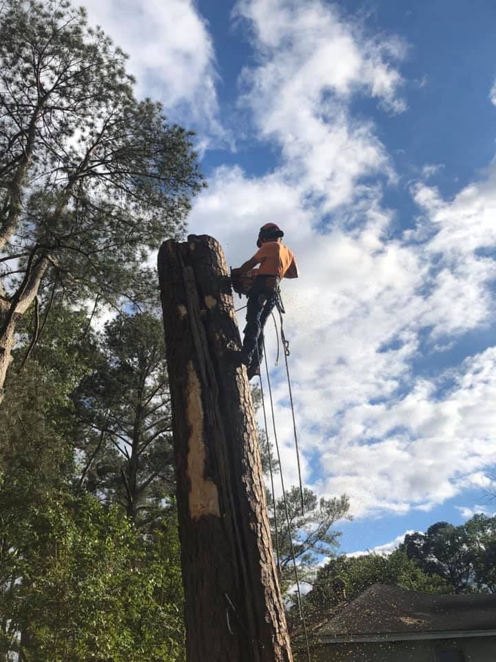Arborist cutting a tall tree trunk against a partly cloudy, blue sky. He wears a helmet and safety gear.
