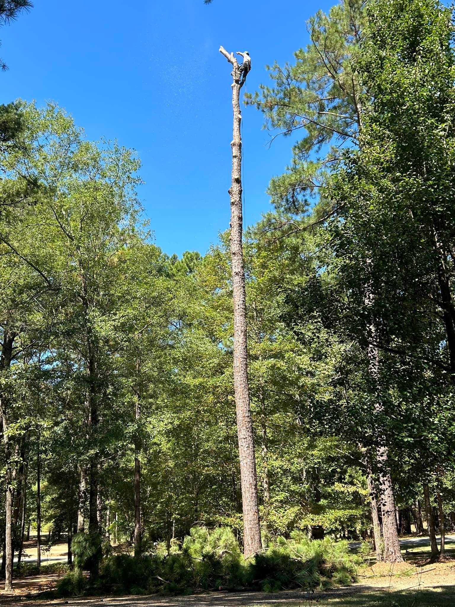 A tree climber atop a tall, stripped tree trunk; green trees and blue sky in the background.