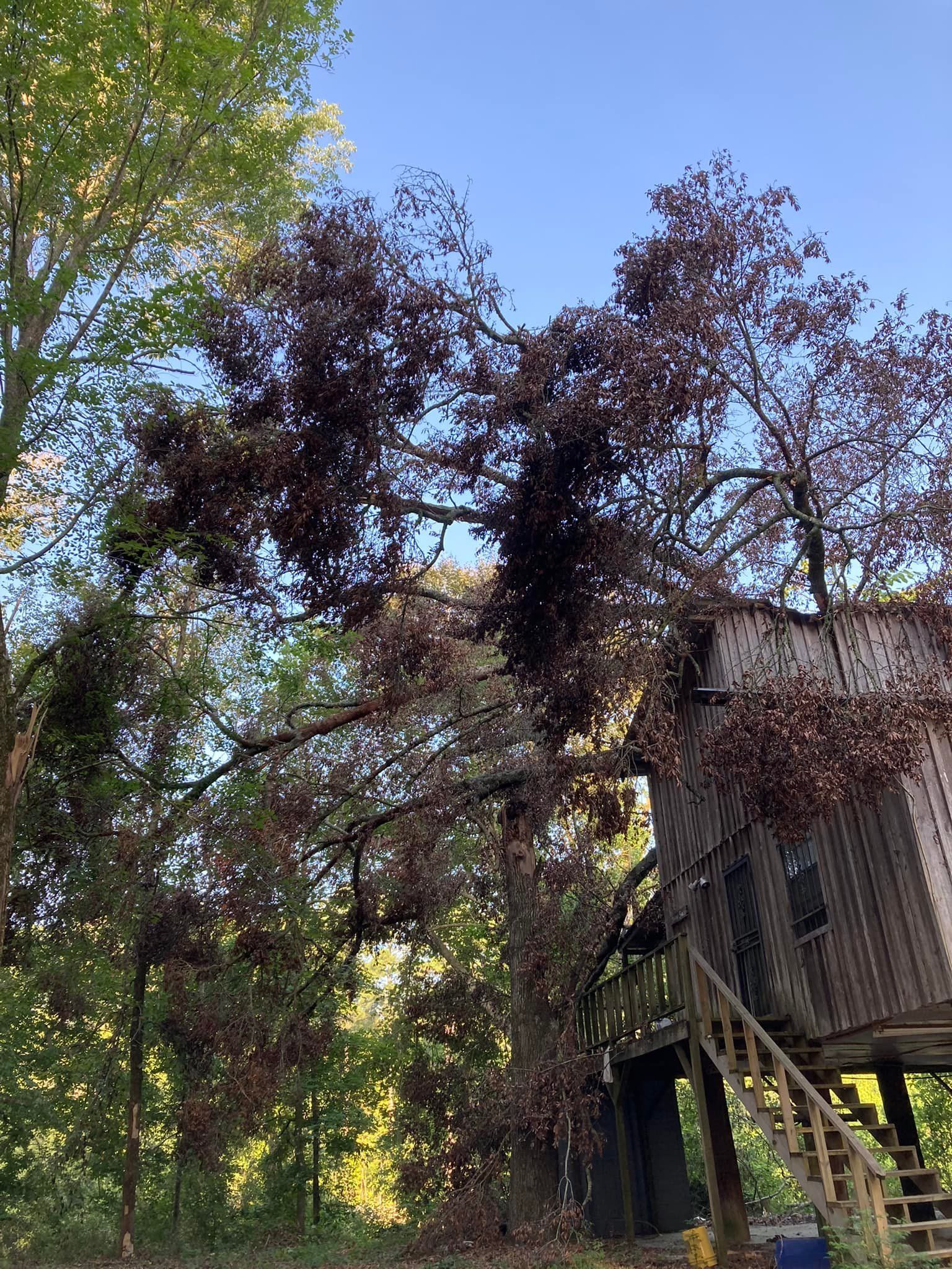 A treehouse with a wooden facade in a tree with reddish-brown leaves. Wooden stairs lead to the entrance.