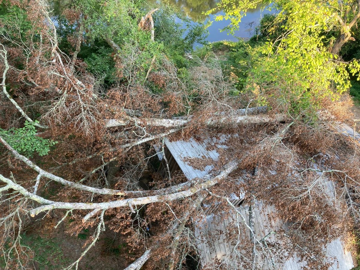 Tree branches, some dry and brown, covering a damaged silver roof, with green foliage and water in the background.