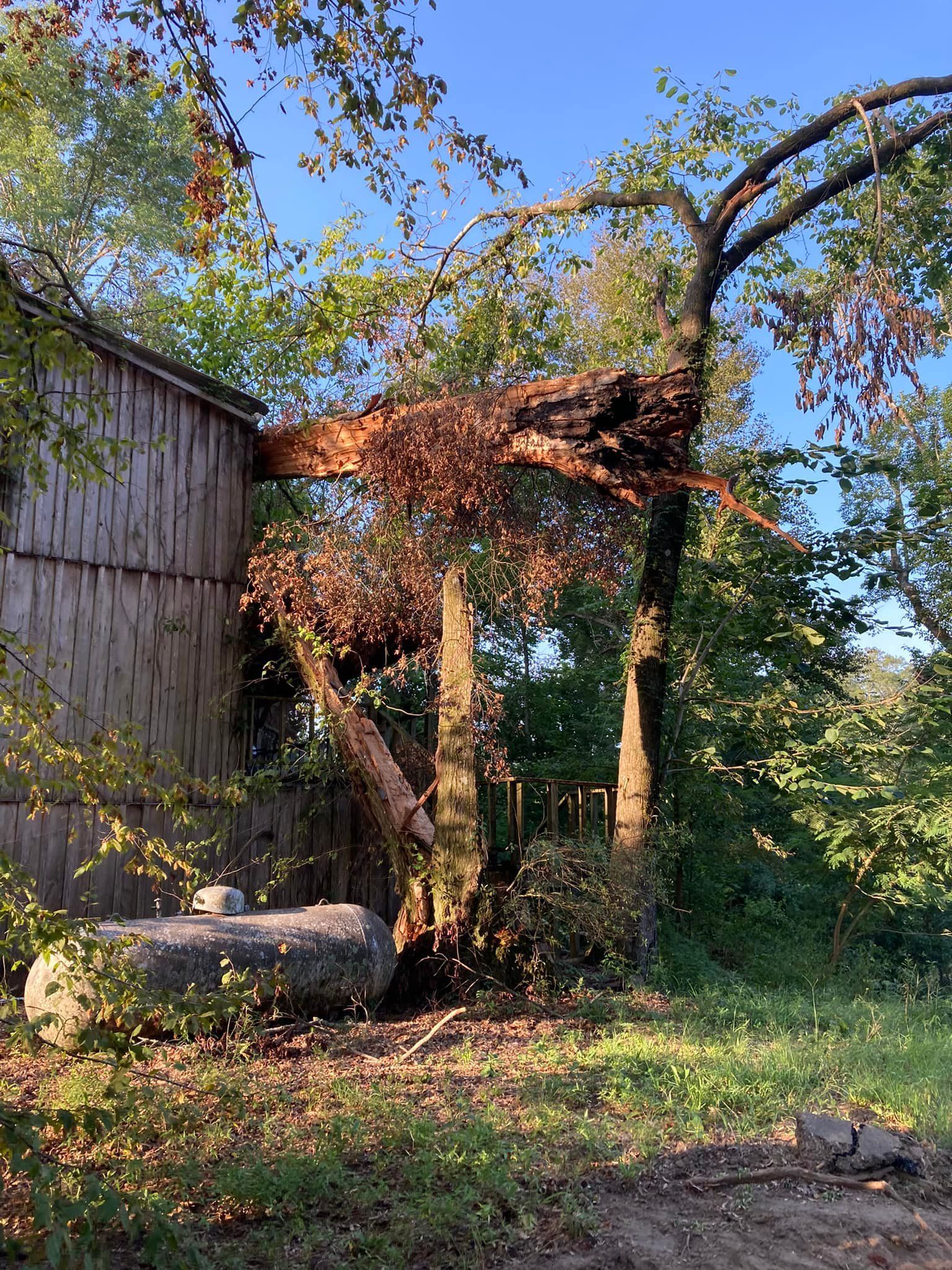 Tree damage next to a wooden building; brown leaves, green grass, sunny day.
