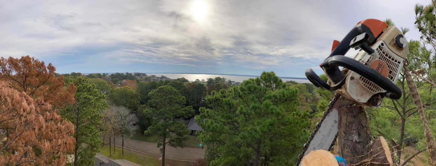 Chainsaw on a tree branch overlooking a body of water, cloudy sky.