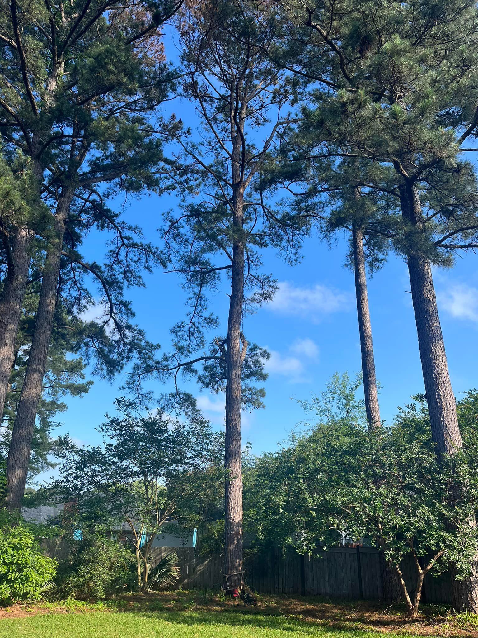 Tall pine trees reach towards a bright blue sky, partially obscuring view. Green shrubbery below.
