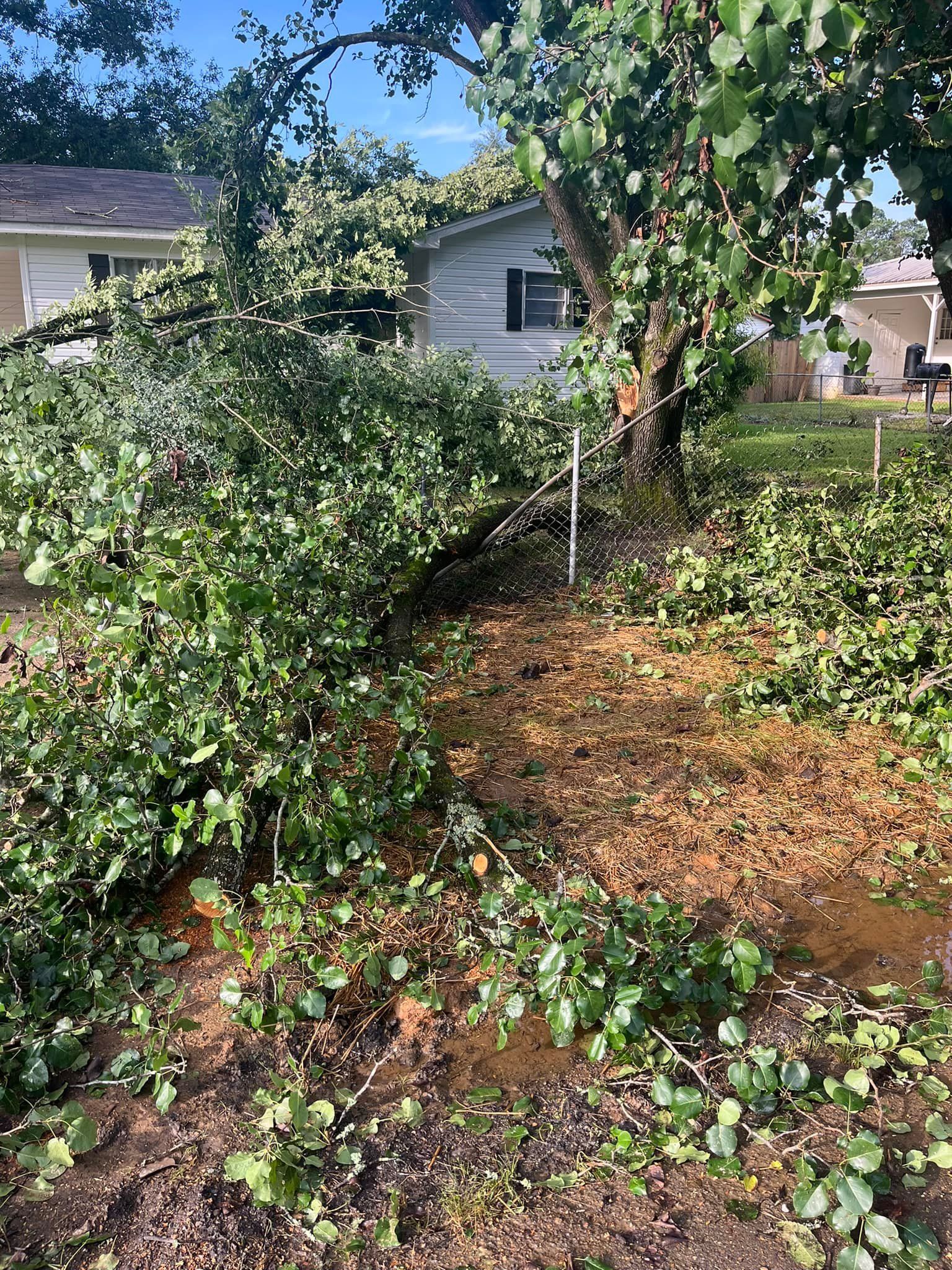 Lush green plants and a brown path in a yard; small white house in the background.