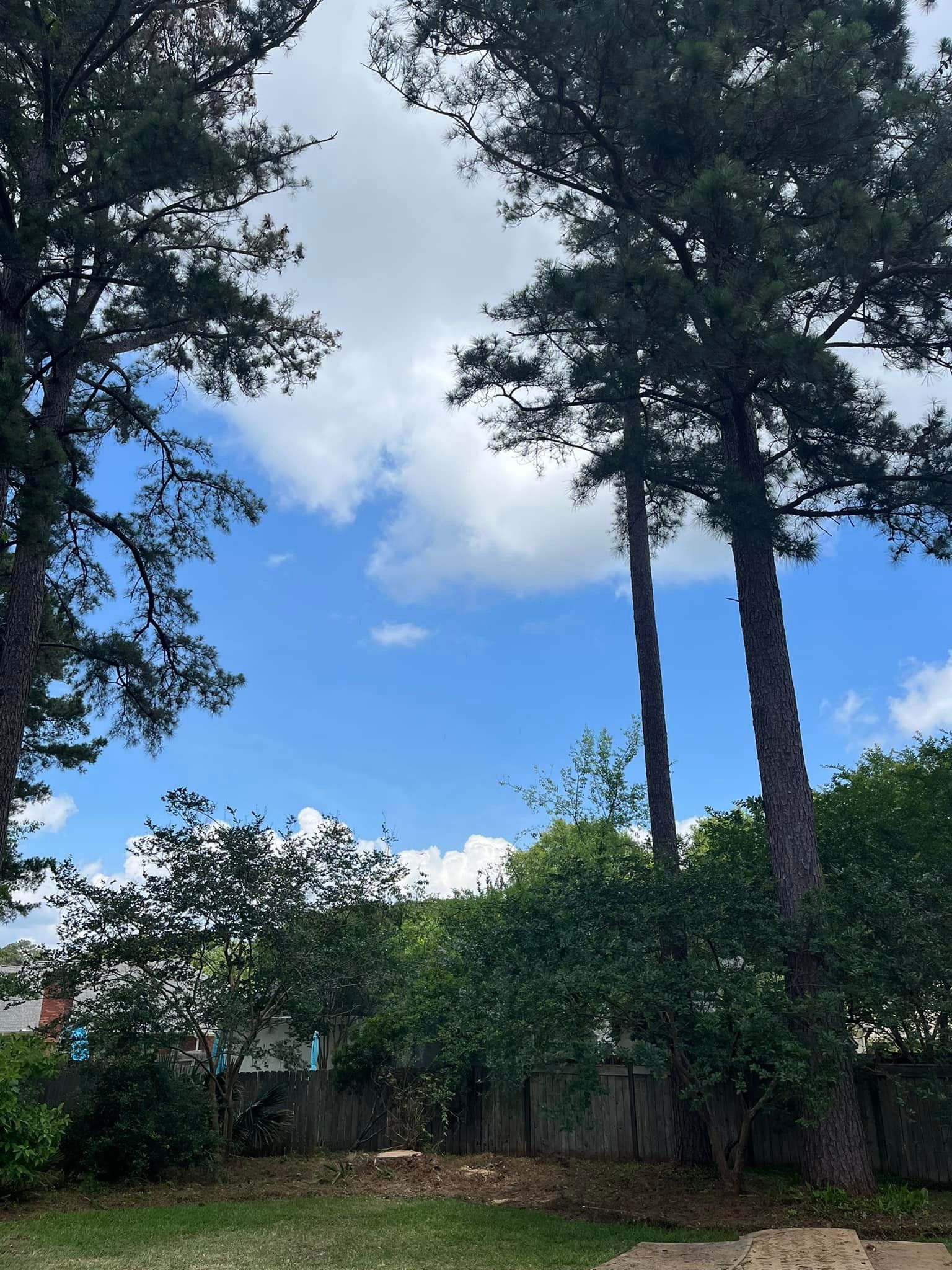 Tall trees frame a blue sky with puffy white clouds. Green bushes and a wooden fence are in the foreground.
