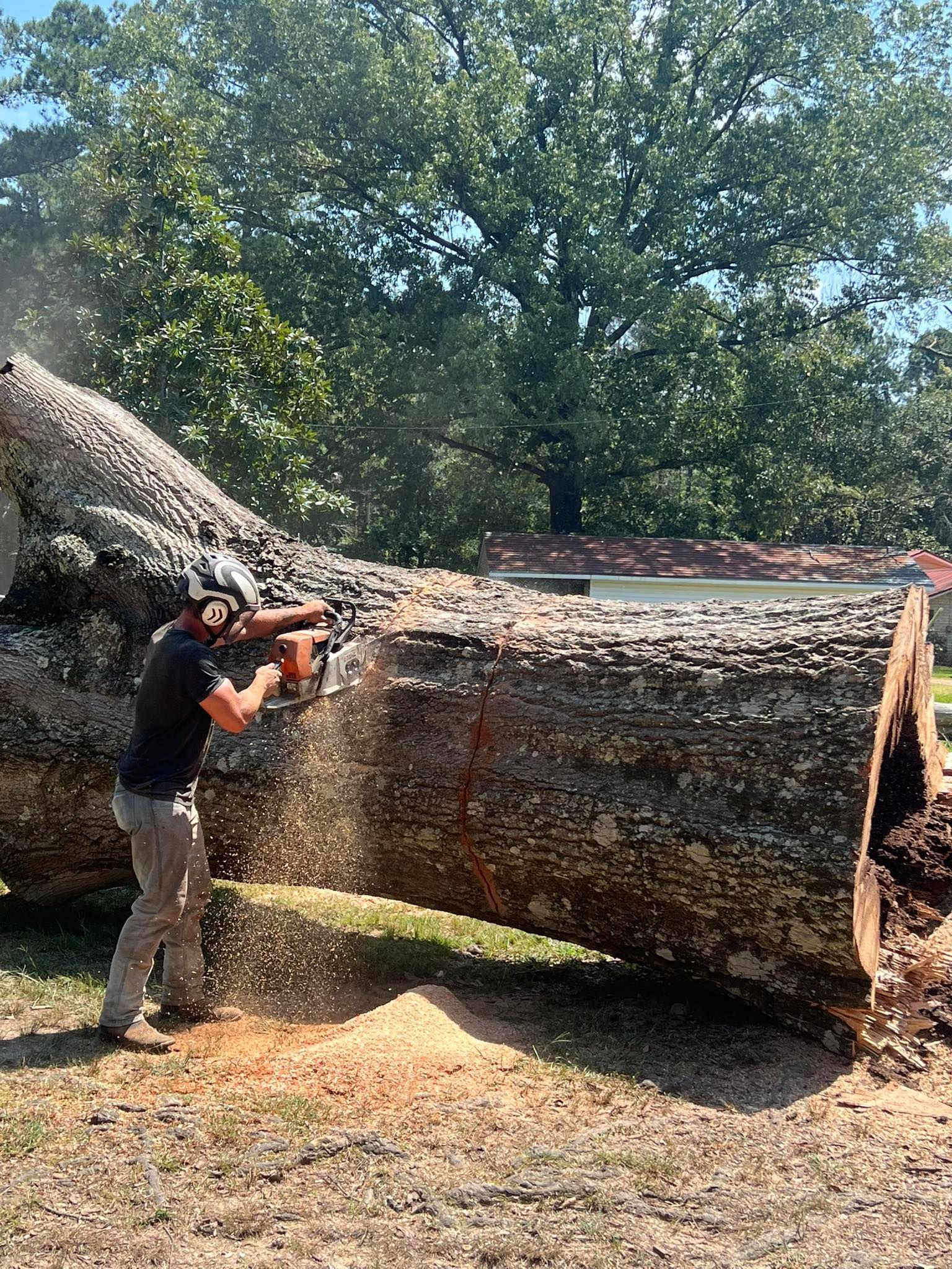 Man wearing safety gear uses a chainsaw to cut a large fallen tree in a yard.