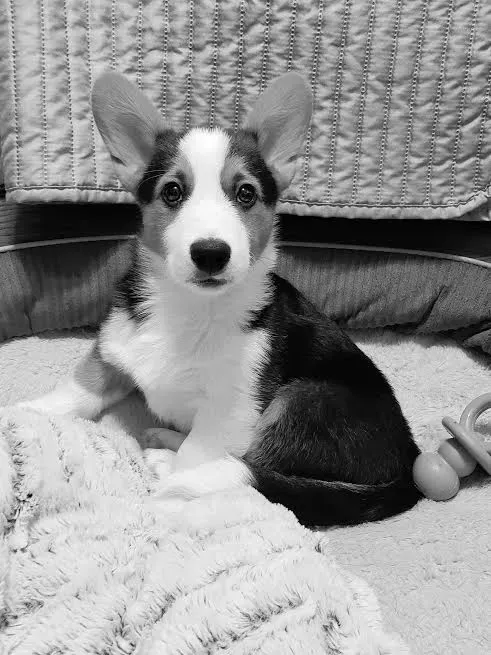 A black and white photo of a puppy laying on a blanket.