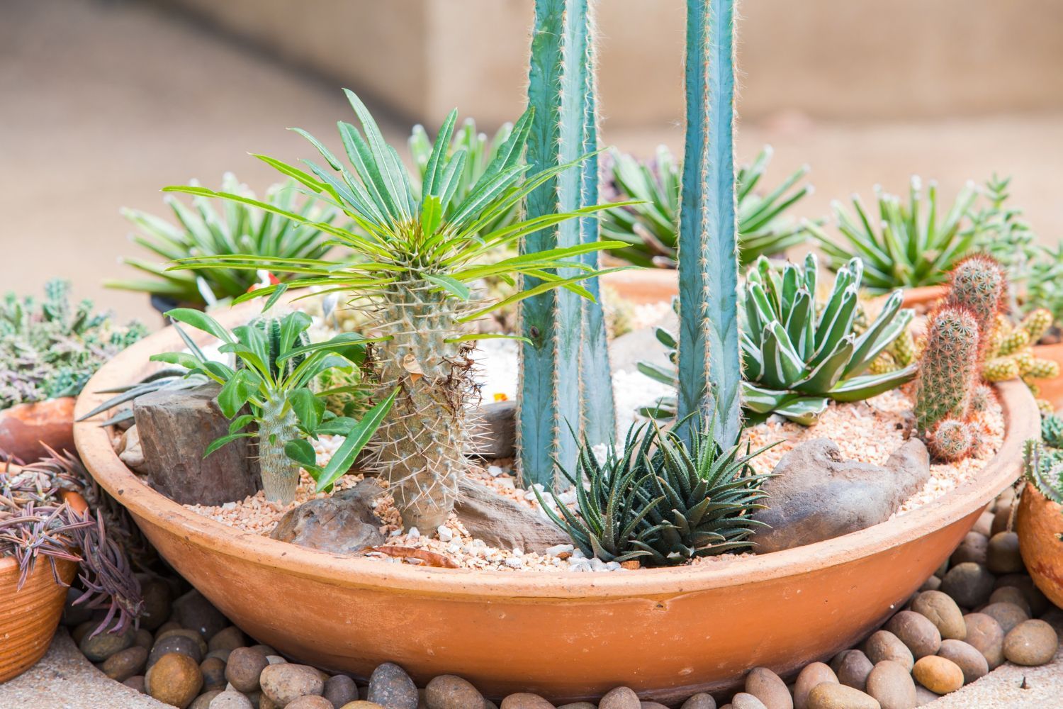 A bowl filled with cactus plants and rocks.