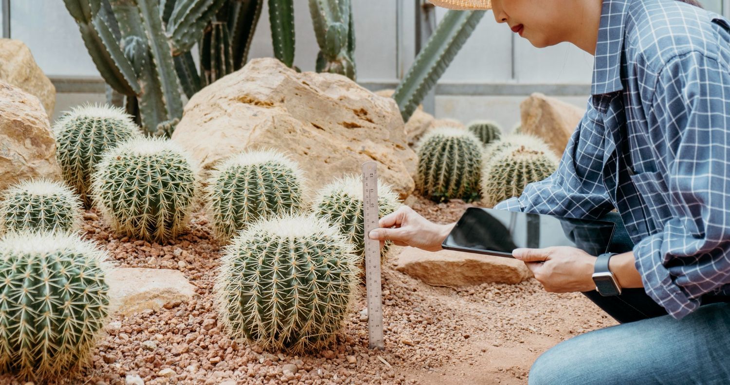 A man is kneeling down in front of a cactus garden.