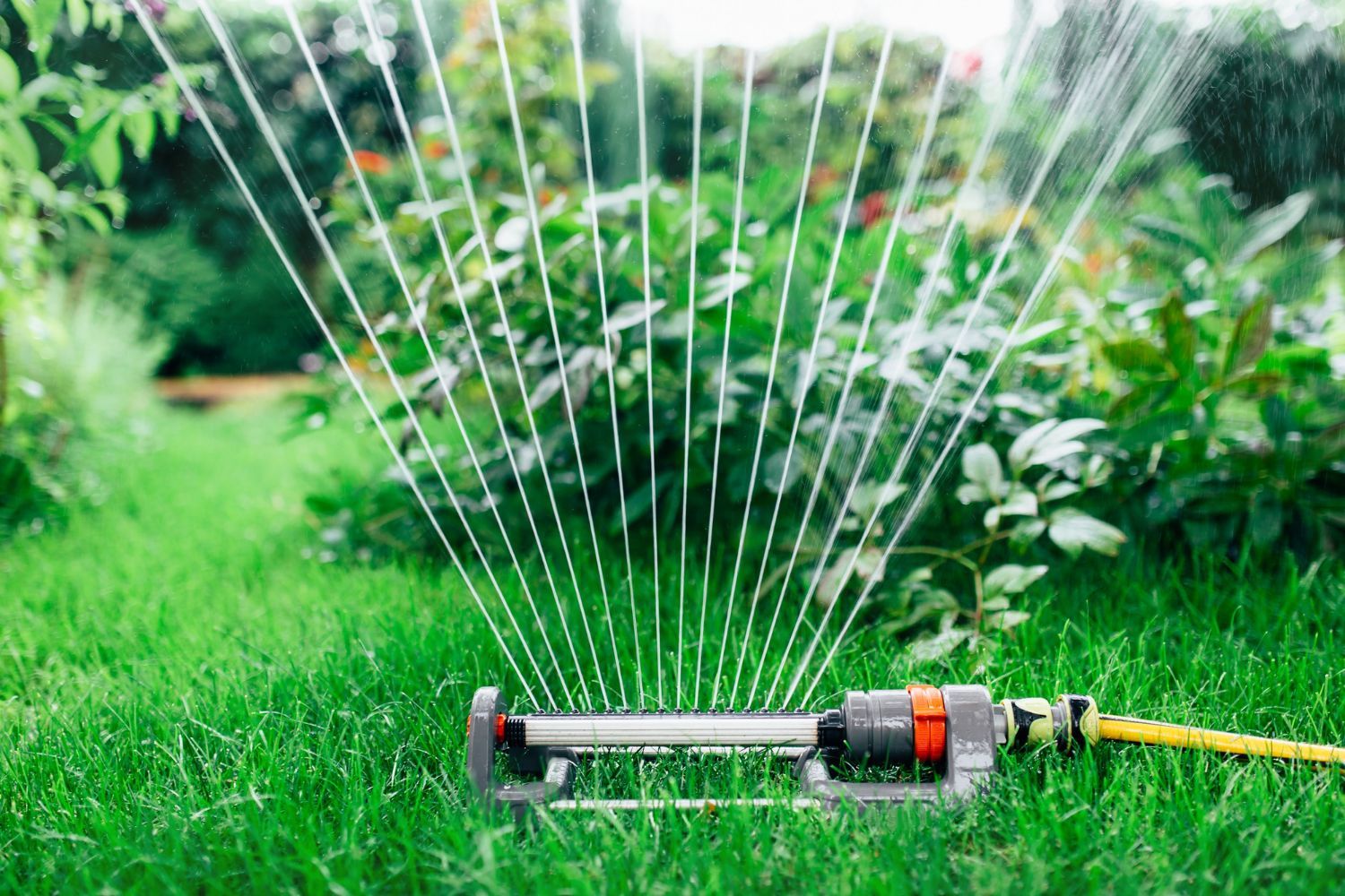 A lawn sprinkler is spraying water on a lush green lawn.