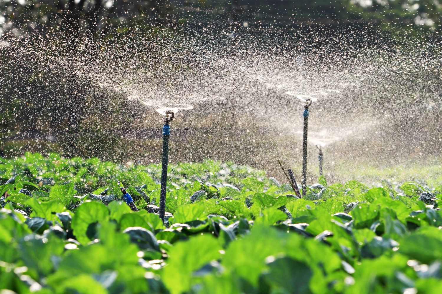 A field of cabbage is being watered by a sprinkler.