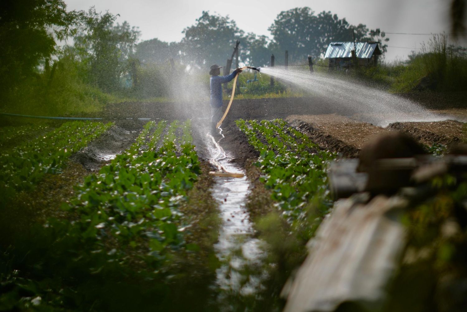 A man is watering a field of plants with a hose.