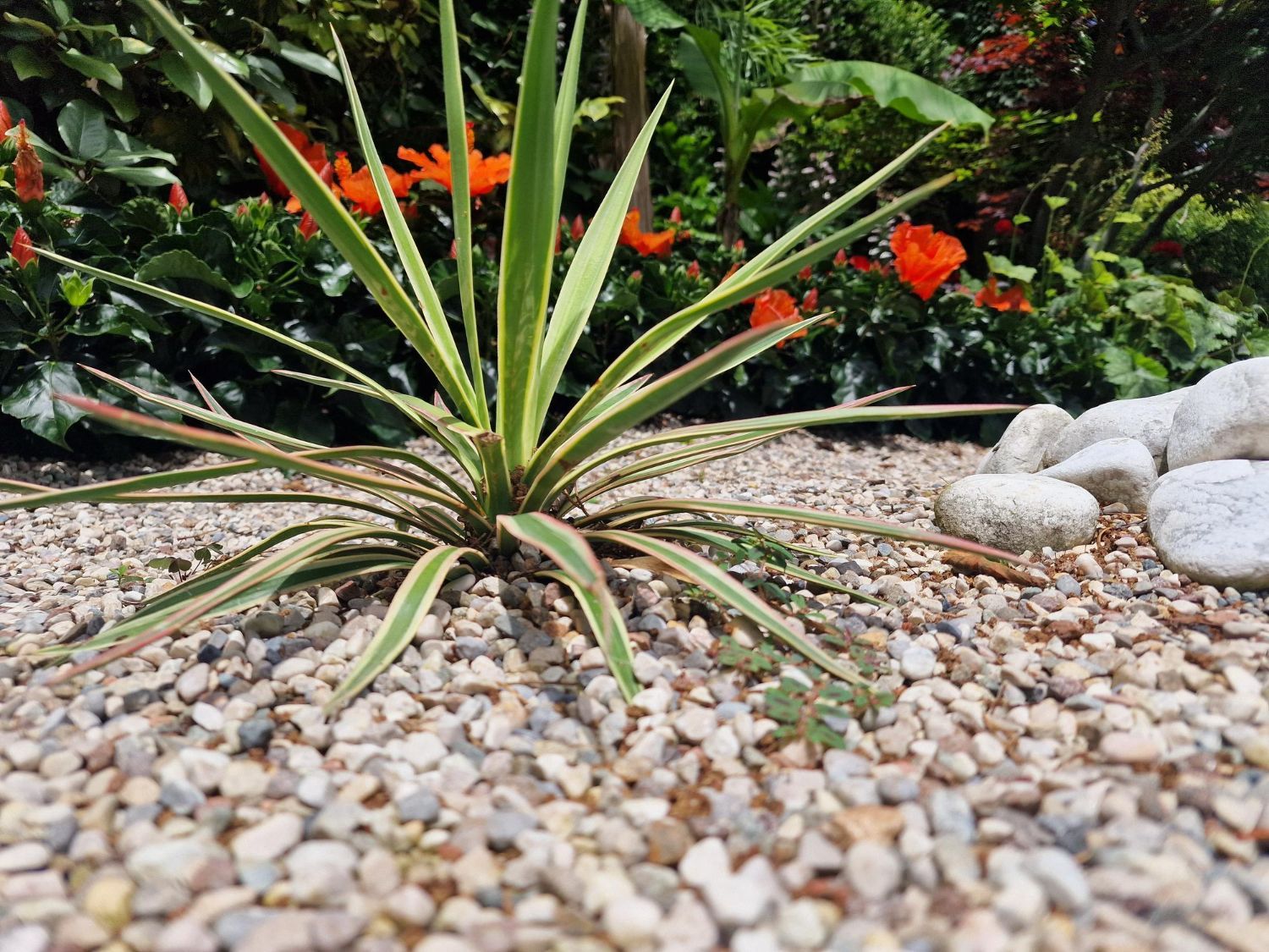 A plant is growing out of a pile of gravel in a garden.