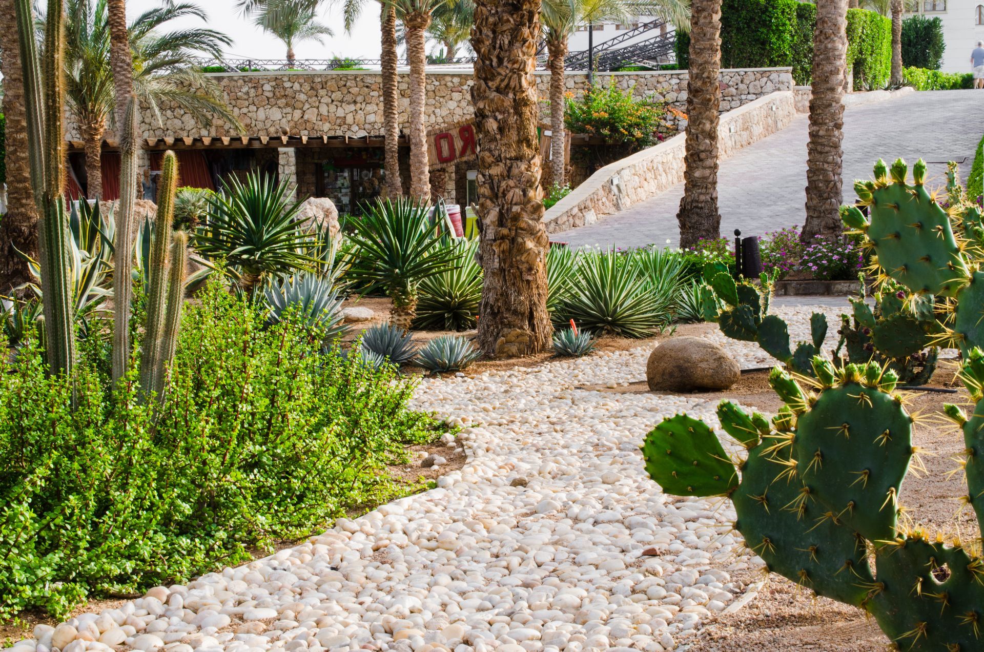 A stone path surrounded by cactus and palm trees