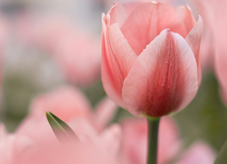 Baltimore, MD cremation services